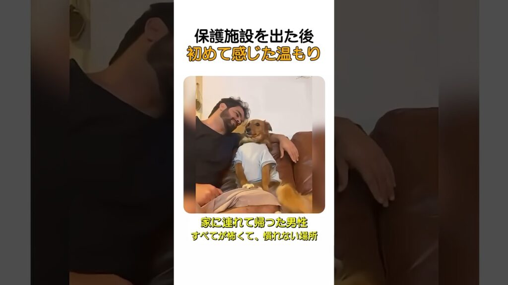 保健所を出た後初めて感じた温もり　 #犬 #いぬ #犬のいる生活 #犬のいる暮らし #愛情 #癒し #家族 #いぬのきもち  #感動 #犬動画