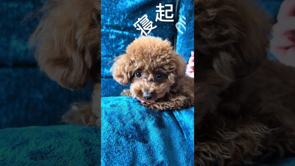 寝起きっす #トイプードル #toypoodle #可愛い #癒し #puppy #cute