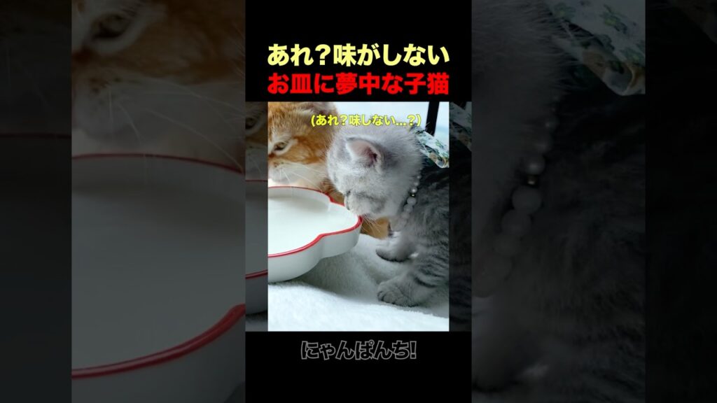 ミルクのはずが…お皿をペロペロする子猫w