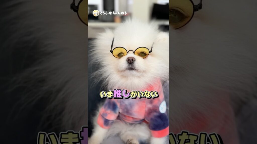 推しがいない君へ！前歯ガチャガチャでもいいですか？  #ポメラニアン #癒し #わんこ