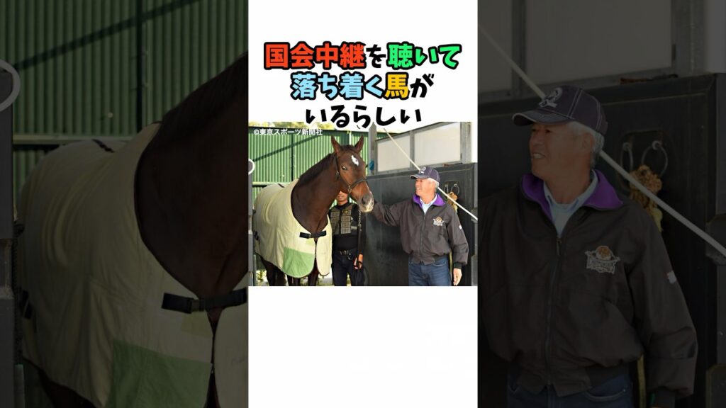 国会中継を聴いて落ち着く馬がいるらしい#競馬 #horse