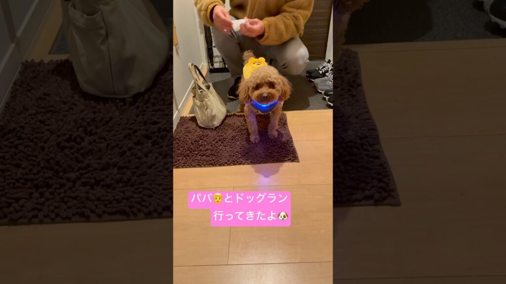 ドッグランから帰宅したトイプードル#トイプードル #犬 #可愛い #癒し