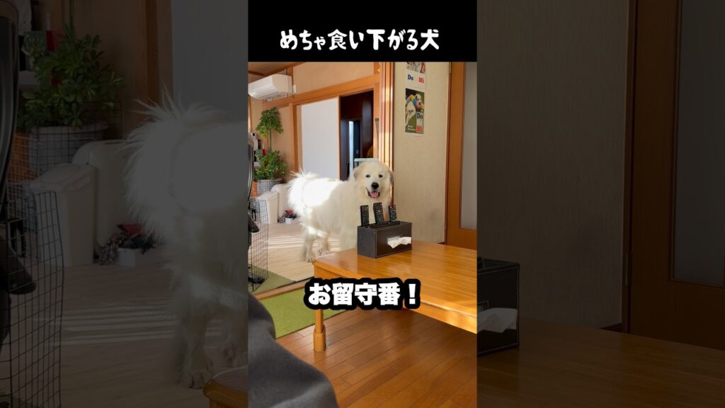 お留守番確定でも食い下がる愛犬　#greatpyrenees #大型犬のいる生活 #大型犬と暮らす #大型犬 #グレートピレニーズ #犬のいる生活 #癒し #愛犬 #ゴールデンレトリバー