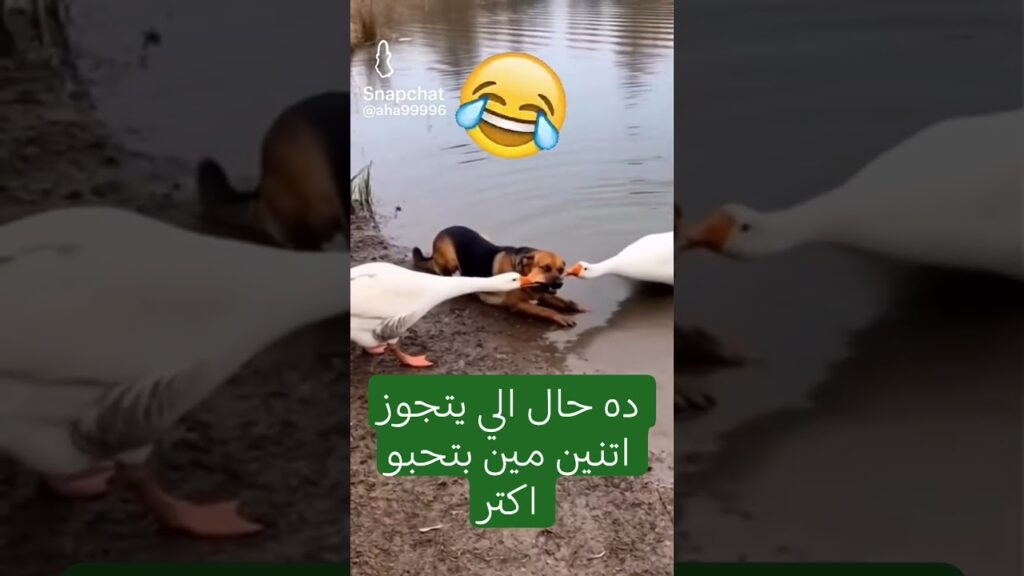 #ضحك #ضحك_بجد #ضحك_وناسة