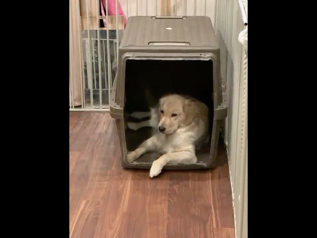 おねむのささら　#ゴールデンレトリバー #大型犬のいる生活 #可愛い #癒し #愛犬 #かわいい #ささら #愛犬