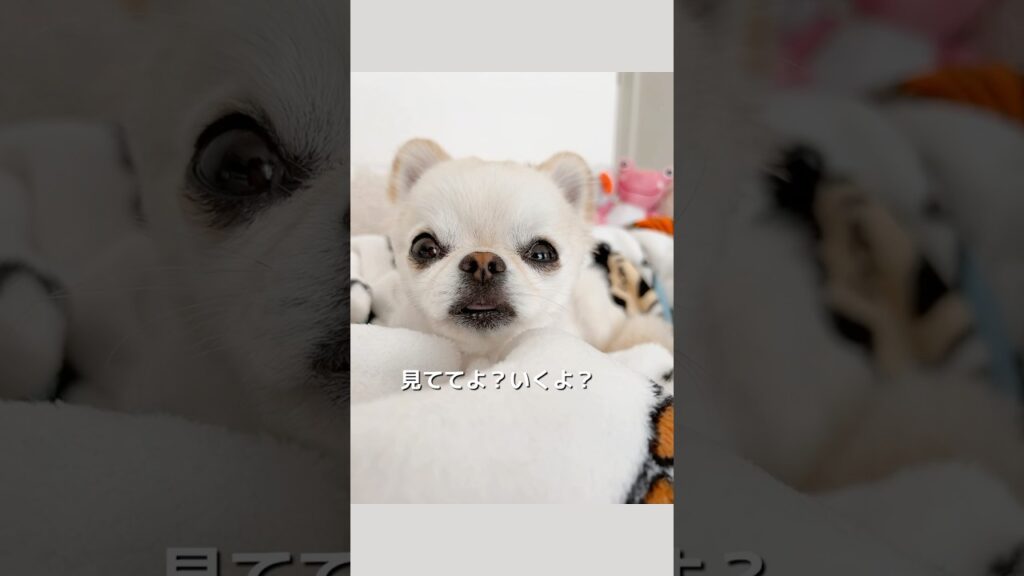 見ててよ？　#shorts #チワワ #癒し