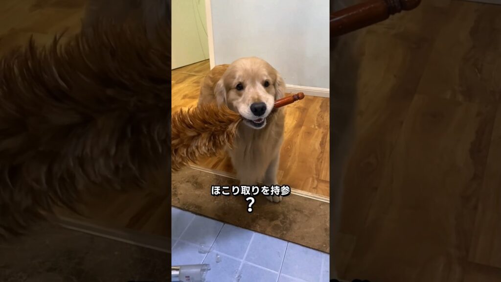 ミスった後の判断が天才すぎる犬