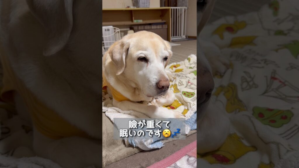 眠いけど起きてたい #ラブラドールレトリバー #15歳 #愛犬との暮らし
