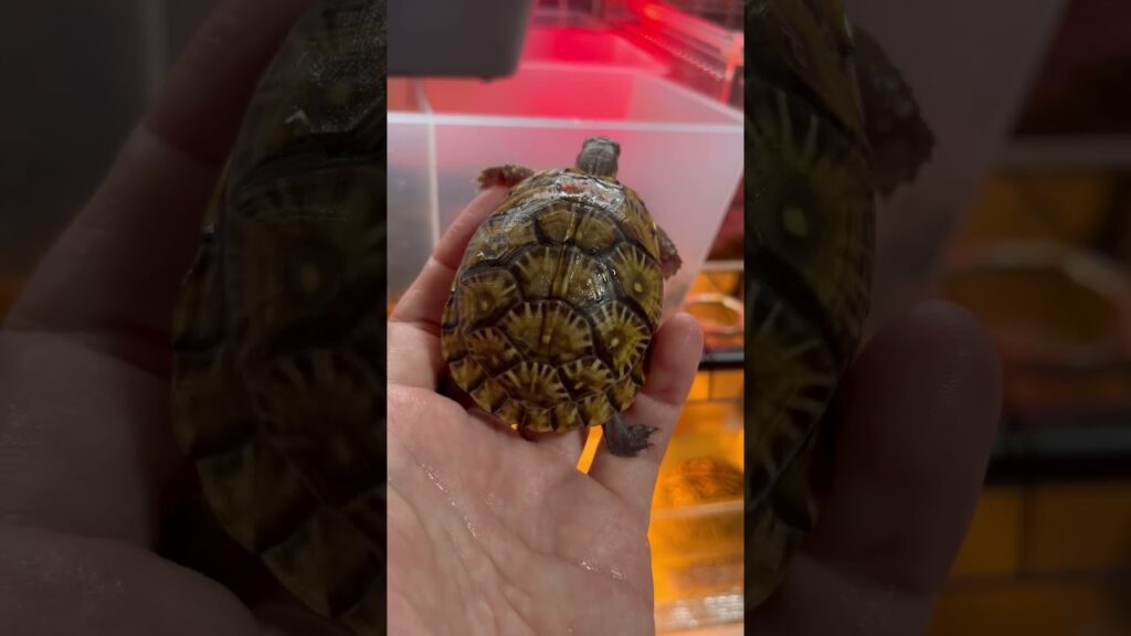 ミツユビハコガメ成長記録26.2.19 #癒し #爬虫類 #カメ #turtle