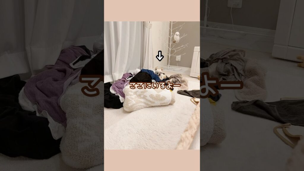 洗濯物はすぐに畳もうw  #チワワ #癒し #犬のいる生活 #うにえびちゃんねる