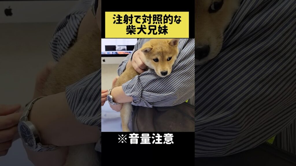 注射で対照的な柴犬兄妹 #shibainu #柴犬 #shorts