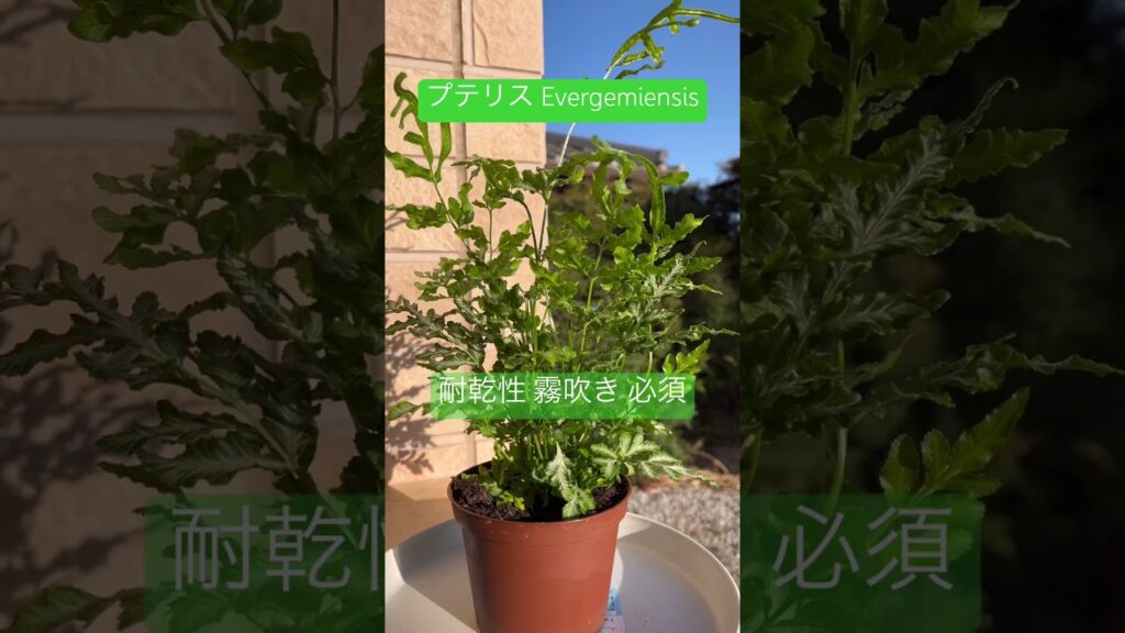 【 観葉植物 】 高い リラックス効果 期待できそうな Pteris エバージェミエンシス #plants #植物のある暮らし #癒し
