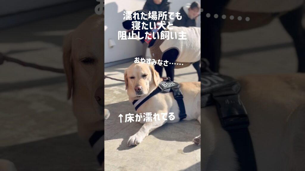 濡れた場所でも寝たい犬と阻止したい飼い主★#shorts #labradorretriever #ラブラドールレトリバー #可愛い #癒し #眠い犬 #大型犬 #ぼんちゃん