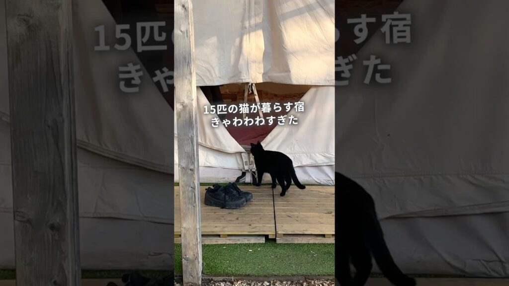 【関東旅】猫様と一晩過ごせる宿が癒しすぎた件😎 #pr