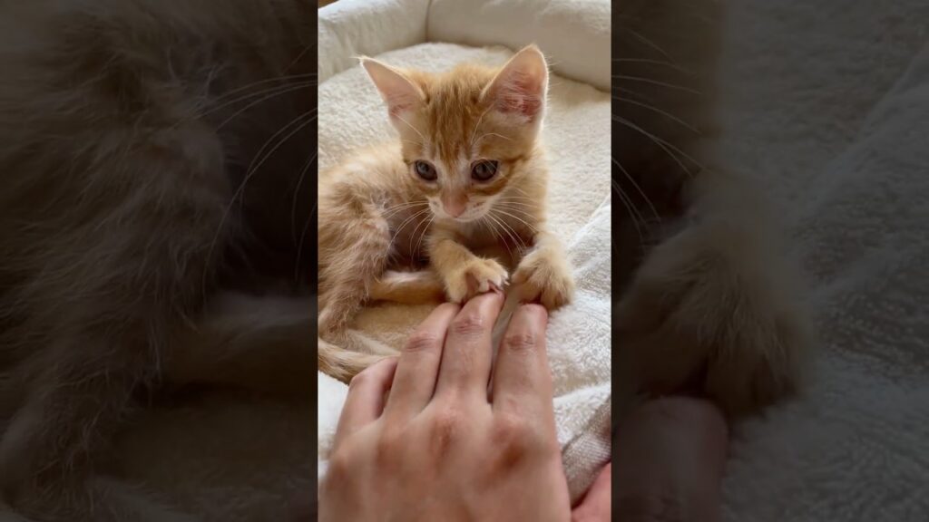 子猫のひなちゃん登場！ #cat #癒し #cute #猫 #子猫