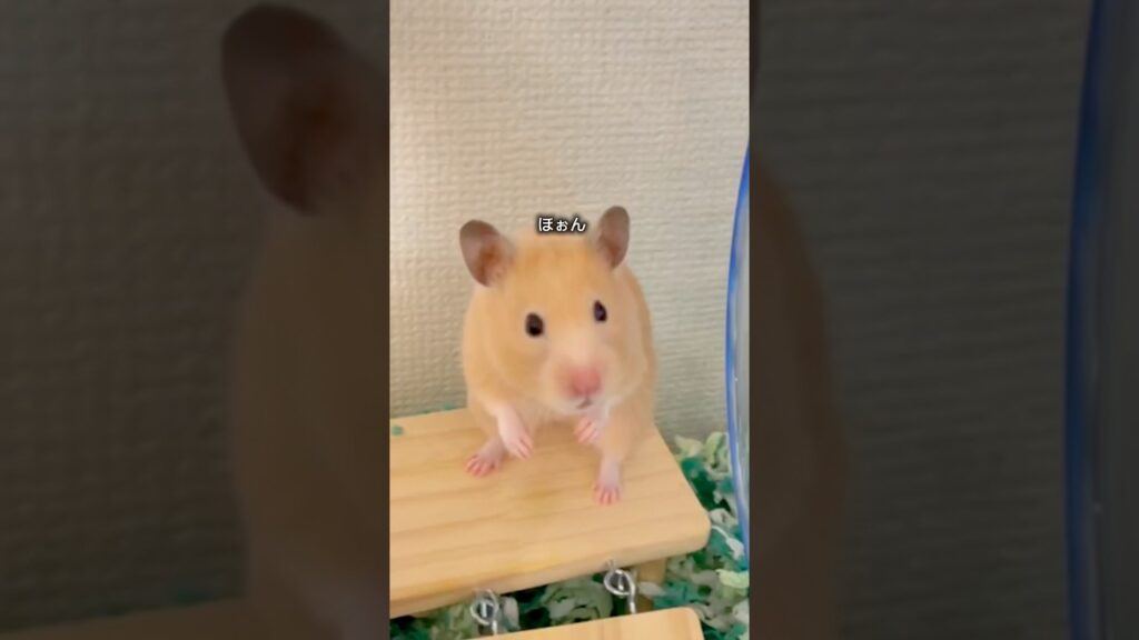 もぐらちくわ #hamster #ハムスター #pets #癒し #キンクマハムスター #animals #cute #ハムスターのいる生活 #かわいい