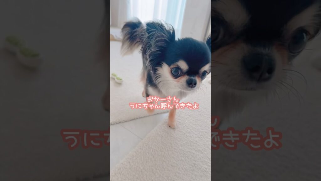 ぼくなんで呼ばれたん？笑　　#shorts #癒し