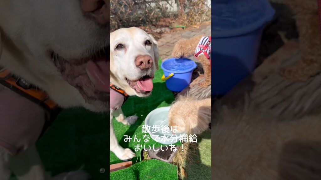 皆んなで水分補給 #ラブラドールレトリバー #15歳 #愛犬との暮らし
