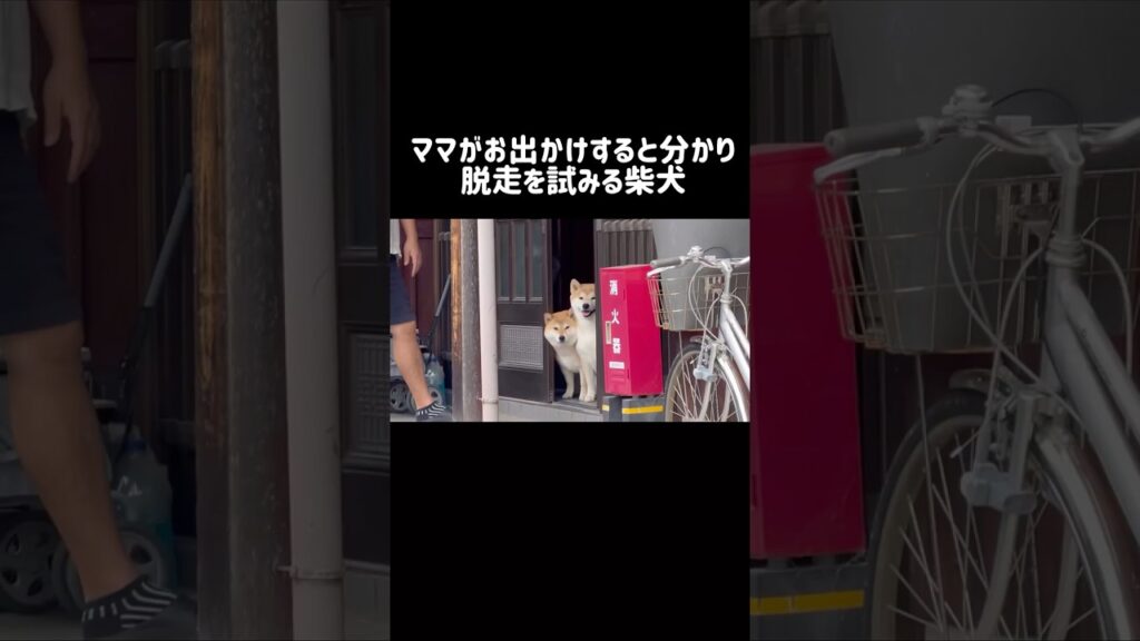 ママがお出かけすると分かり脱走を試みる柴犬 #shibainu #柴犬 #shorts