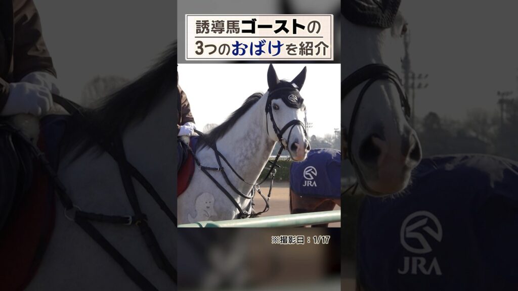 誘導馬・ゴーストのおばけマークを紹介 #競馬 #horse #誘導馬 #癒し