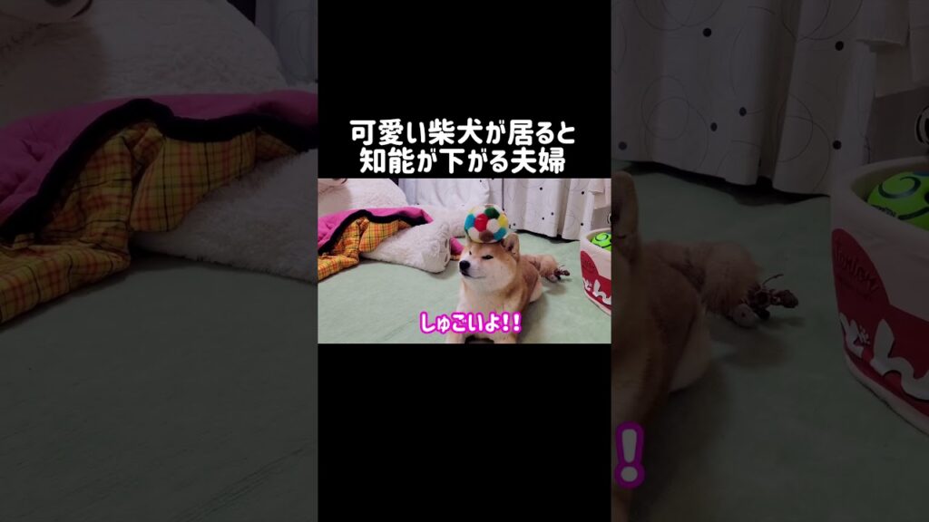 可愛い柴犬がいると知能が下がる夫婦 #shibainu #柴犬 #shorts