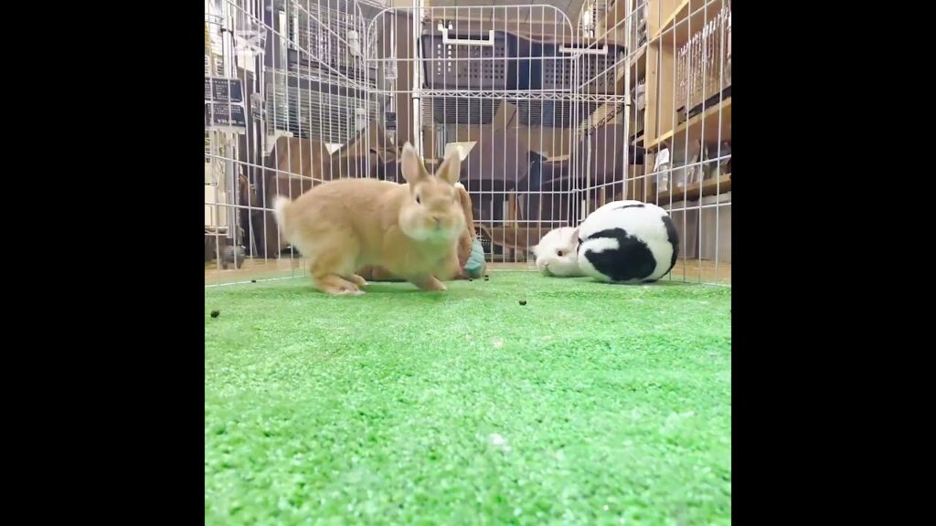 【うさぎ専門店monLapin】 #うさぎ #うさぎ専門店 #rabbit #かわいい #モンラパン #癒し #bunny #ウサギ