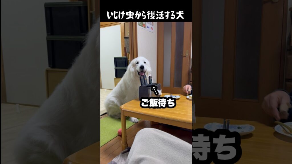 一発でいじけてるのがわかる愛犬　#greatpyrenees #犬のいる生活 #大型犬のいる生活 #大型犬 #大型犬と暮らす #グレートピレニーズ #癒し #愛犬 #ペット