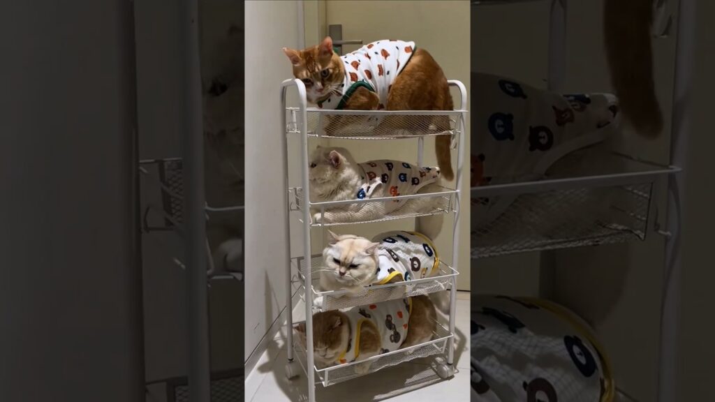 最上段の猫による迷惑行動