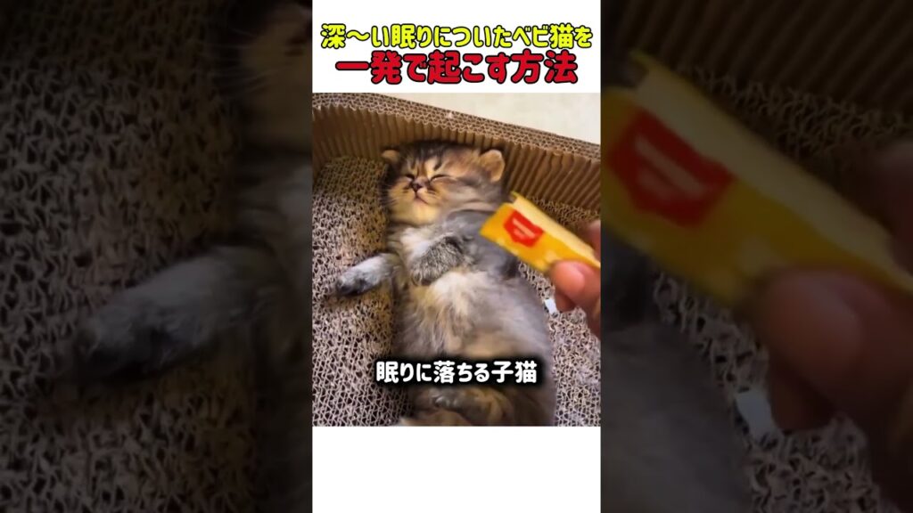 深～い眠りについたベビー猫を一発で起こす方法  #猫 #ねこ #猫動画 #赤ちゃん猫 #猫の赤ちゃん #猫のいる暮らし #ねこのいる生活 #かわいい #癒し #面白い #驚き