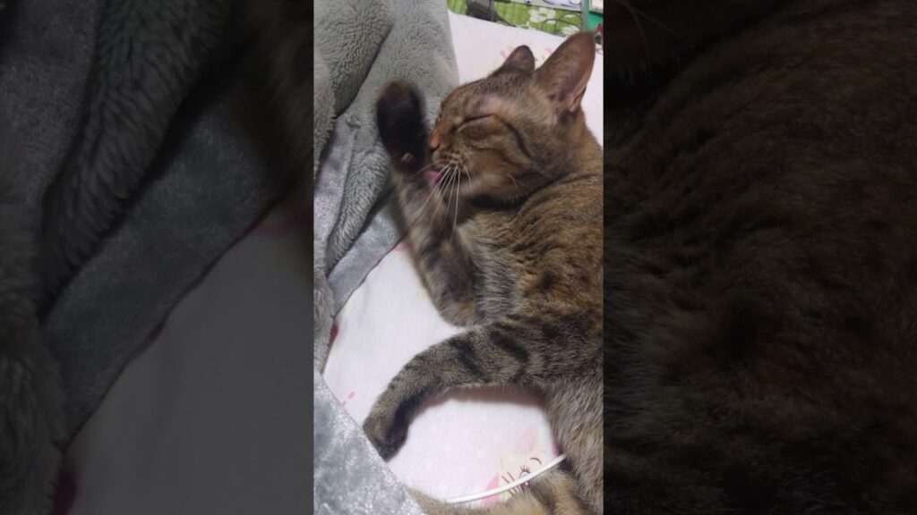 #癒し 猫にゃん🐱