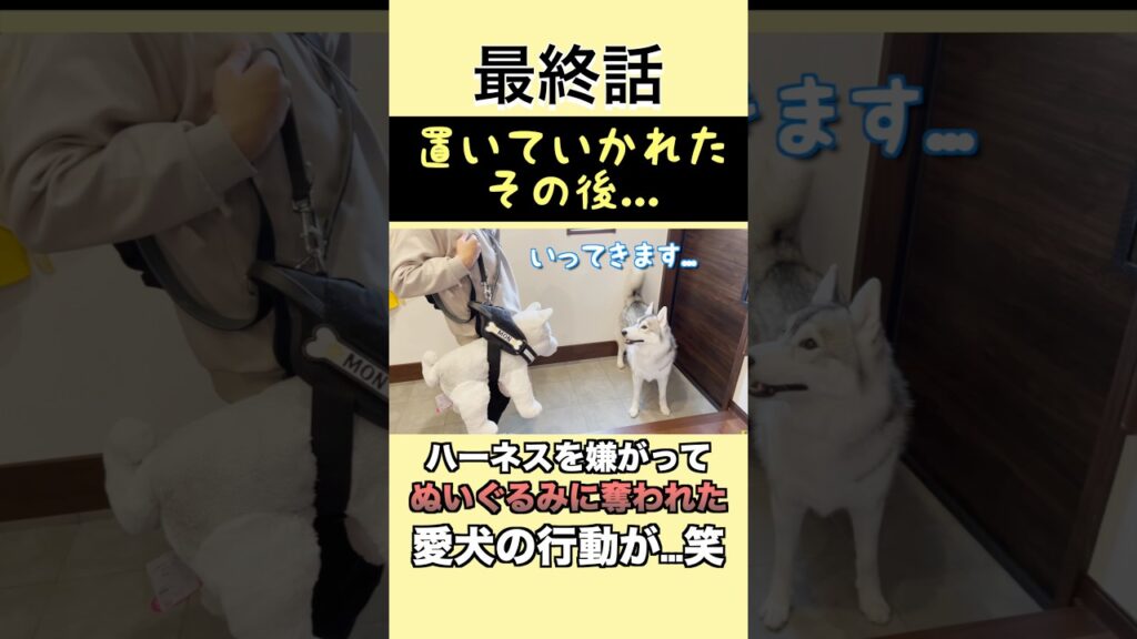 可愛すぎる結末に…笑#犬 #dog #シベリアンハスキー#かわいい #可愛い #癒し #大型犬のいる生活