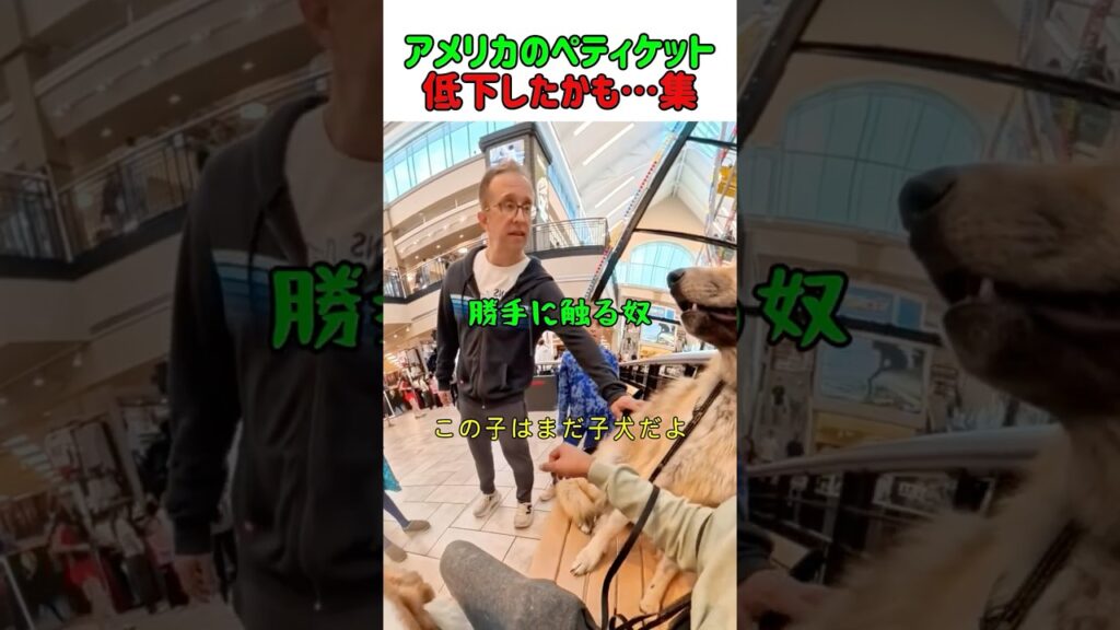 アメリカのペティケット、低下したかも…集　 #いぬ #犬 #犬動画 #犬のいる暮らし #犬の気持ち #かわいい #癒し #エチケット #shorts #マナー