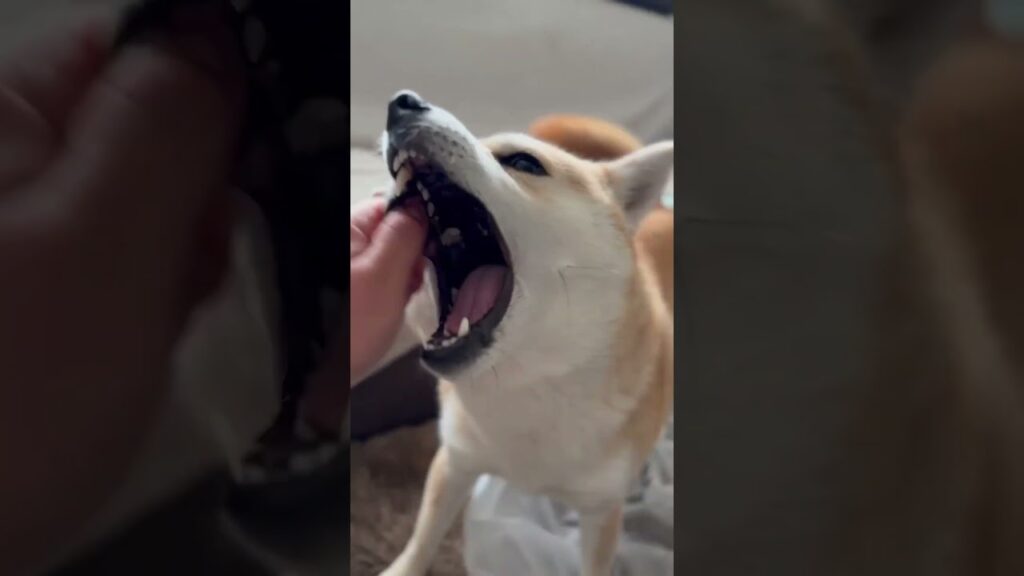 遊び足りないの？ #癒し動画 #柴犬 #甘える犬 #shibainu  #豆柴 #癒し #犬のいる生活 #仲良し #お休み