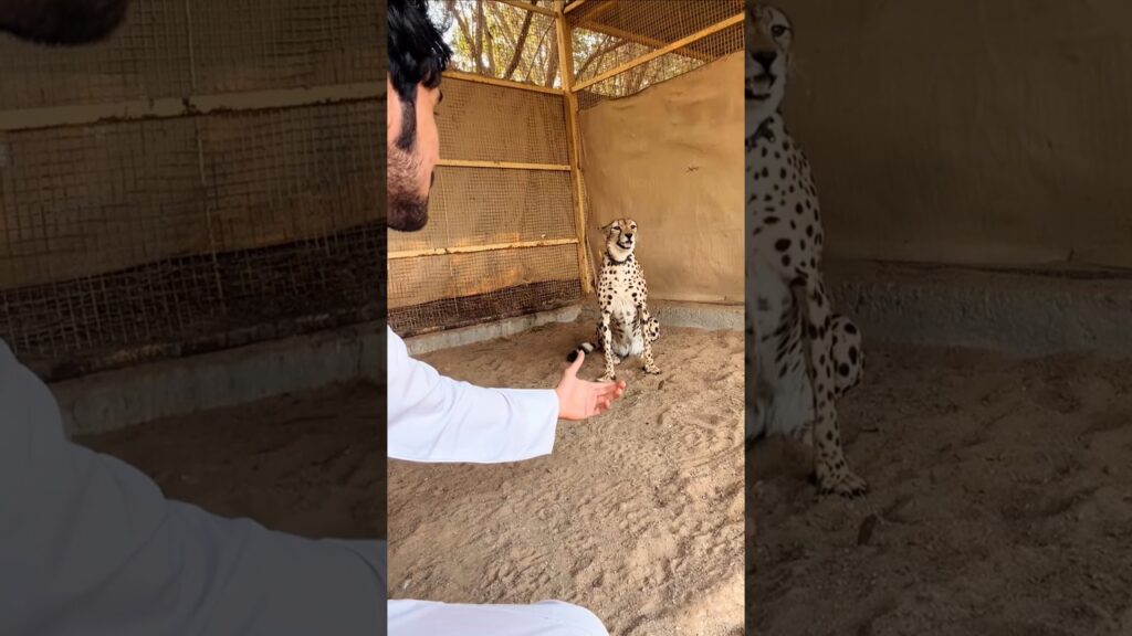 チーターの目の前でライオンを撫でた結果