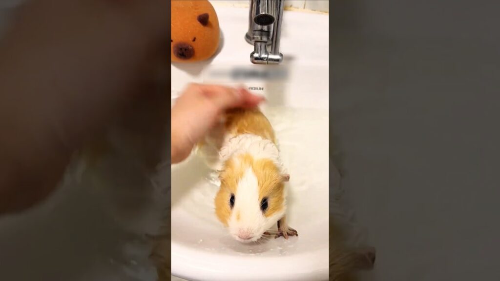 何度洗ってもお湯が汚れてしまうモルモット