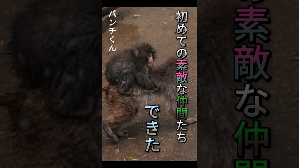 PUNCH MONKEY パンチくんは、素敵な新しい仲間たちに出会いました #パンチ君 #punch #viral #cute #動物