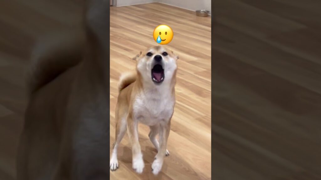 10年ぶりの再会さながらの90分後の再会。【⚠️音量注意】#柴犬 #しばいぬ #dog #shiba #shibainu #犬 #柴犬のいる暮らし #犬のいる暮らし #かわいい #癒し