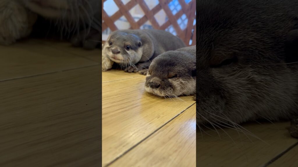 昨日はサンちゃんの9歳の誕生日🎂おめでとう！ #カワウソ #otter #癒し