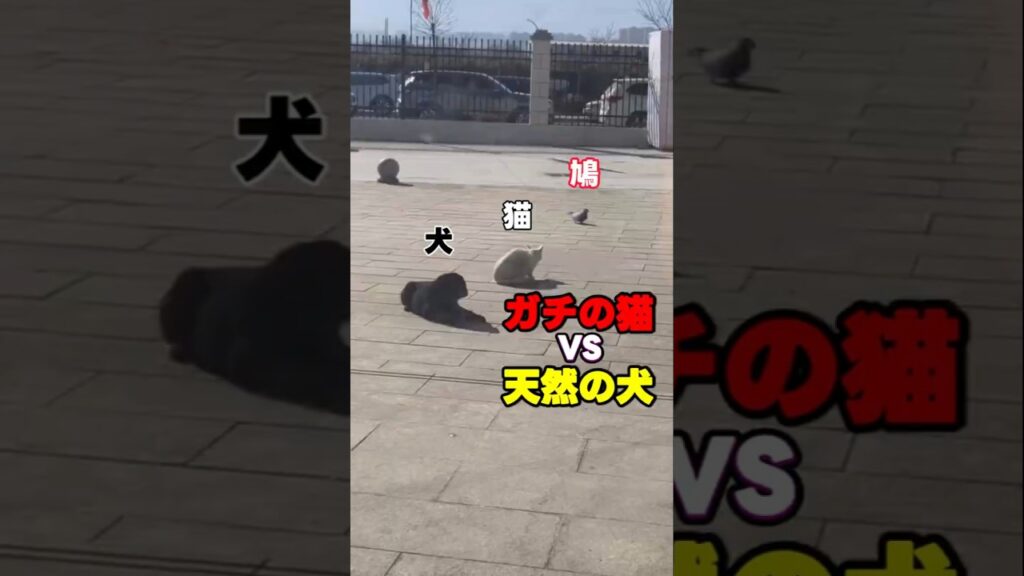 狩りモードの猫 VS 無邪気すぎる犬、その結末がこちら