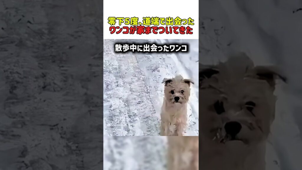 【感動】家までついてきた「震えるワンコ」を見捨てられず…ある家族が下した決断に涙ｗ　#いぬ #犬 #犬動画 #犬のいる暮らし #犬の気持ち #かわいい #癒し #shorts #犬好きさんと繋がりたい