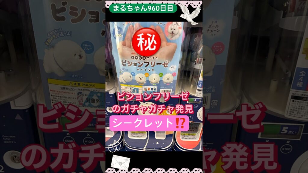 ビションフリーゼガチャガチャ…シークレット⁉️#ビションフリーゼ #トイプードル #youtubeshorts #可愛い #癒し #dog