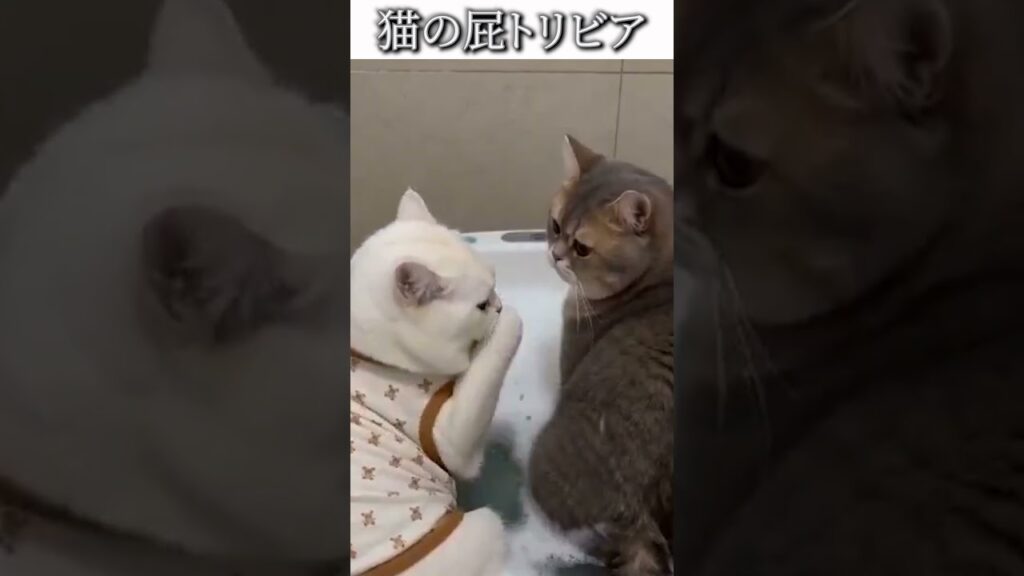 猫のおもしろ画像にツッコミどころ満載なアフレコしてみた＃434【トリビア】#shorts　#アフレコ #面白動画