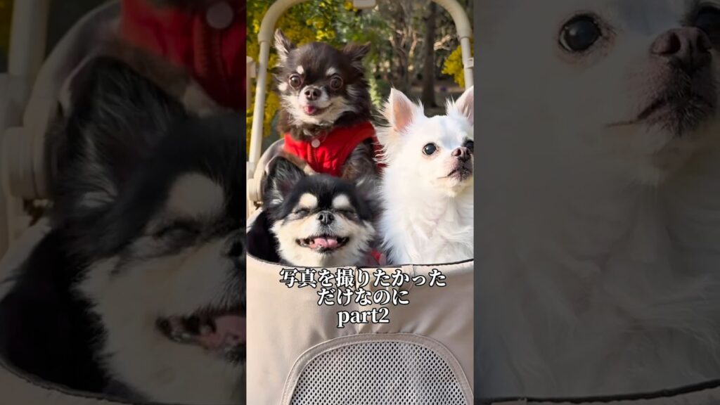 『辛い時も笑顔を忘れずに』 #チワワ #chihuahua #癒し #犬のいる生活#多頭飼い #かわいい動画 #癒し動画