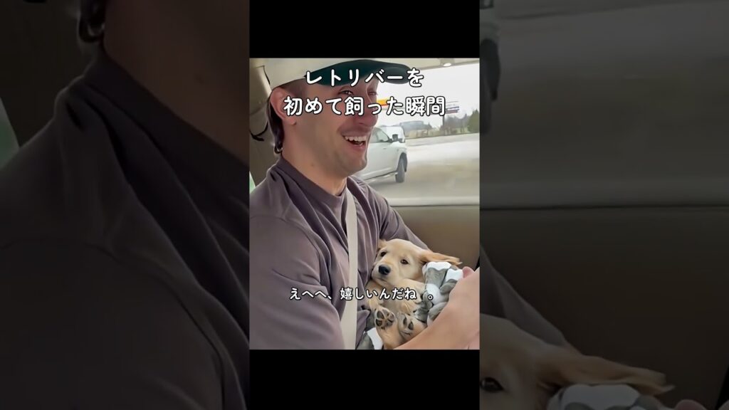 レトリバーを初めて飼った結果 #犬 #子犬 #レトリバー #癒し #dog #puppy #goldenretriever #cute #animals #ペット