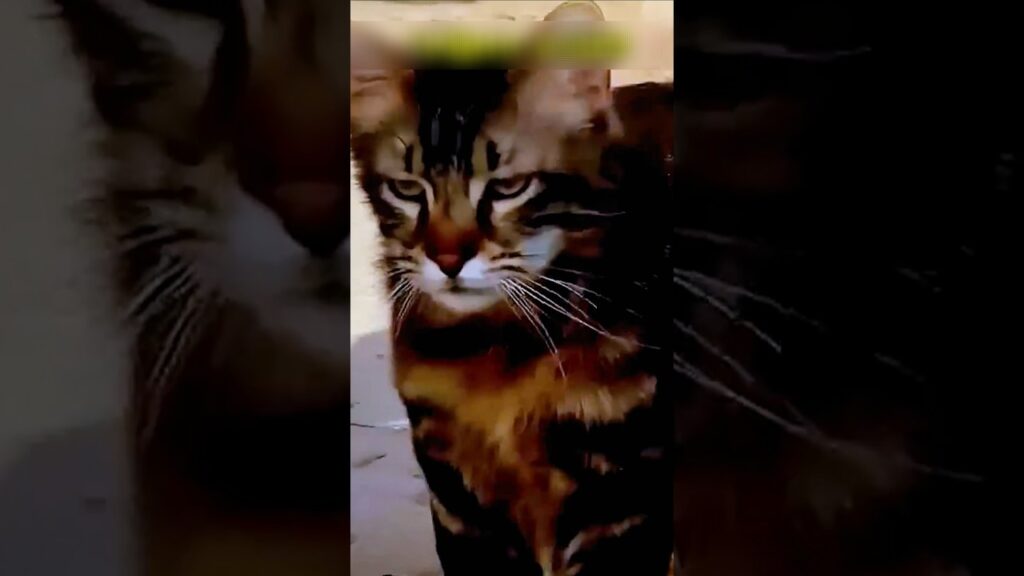 障がいのある猫を世話すると起こること