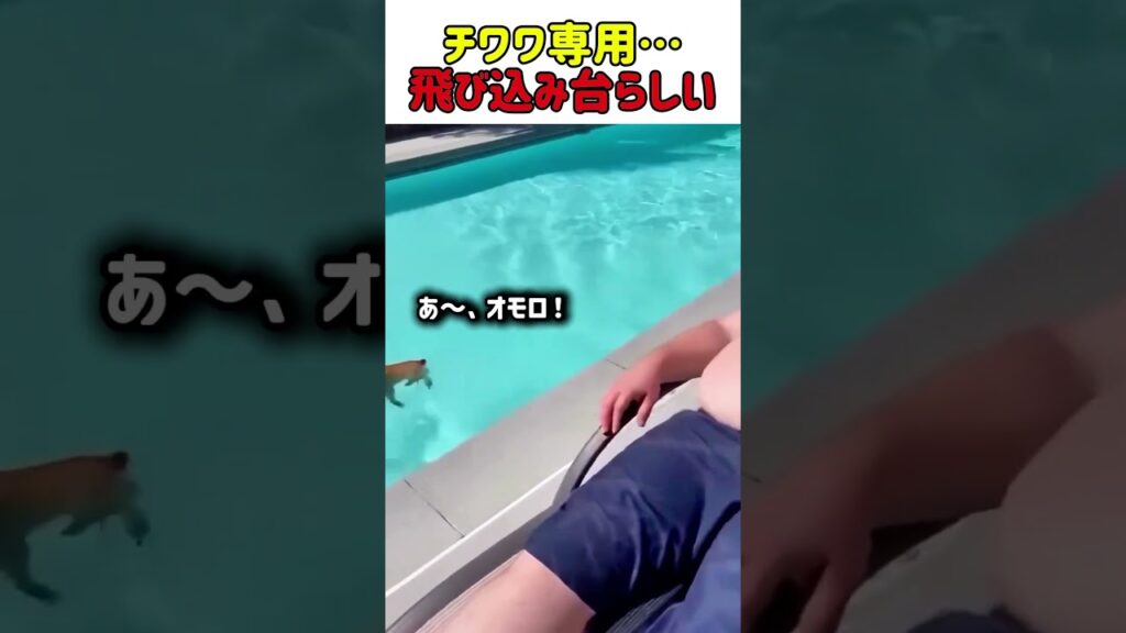 チワワ専用…飛び込み台らしい　#いぬ #犬 #犬動画 #チワワ #面白い #かわいい #驚き #笑い #爆笑 #shorts