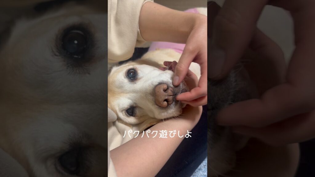 パクパク遊び #ラブラドールレトリバー #15歳 #愛犬との暮らし
