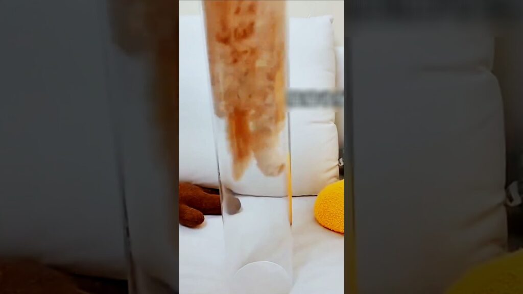 パイプの中に入り込んだ猫