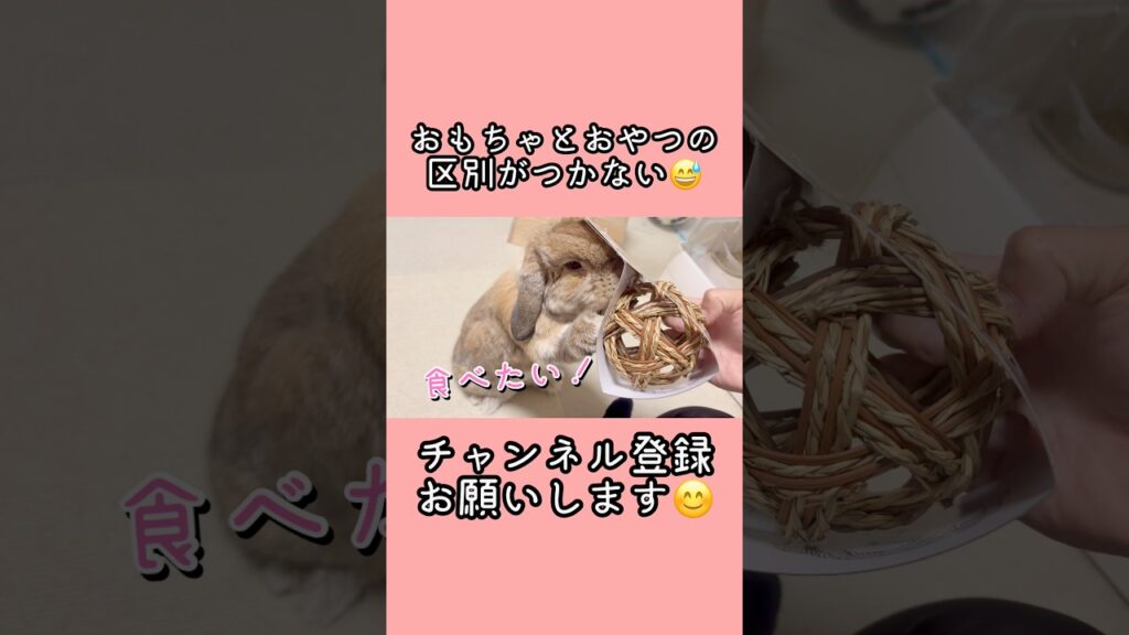 おもちゃとおやつの区別がつかない #うさぎ #ベルちゃん #ホーランドロップ