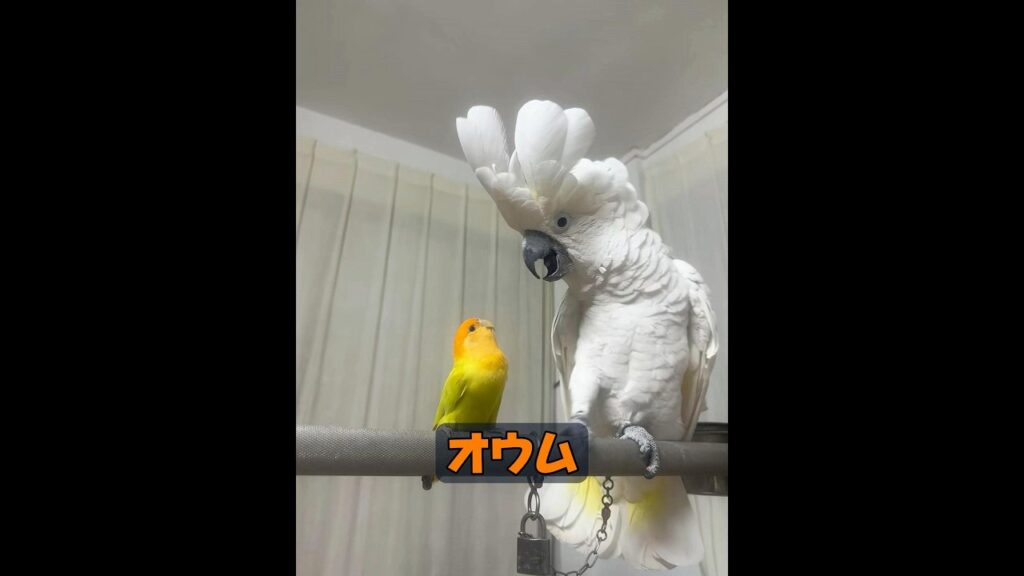これは何種のオウムですか？ #animals #動物 #癒し